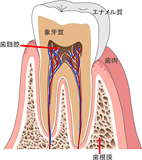 歯の構造